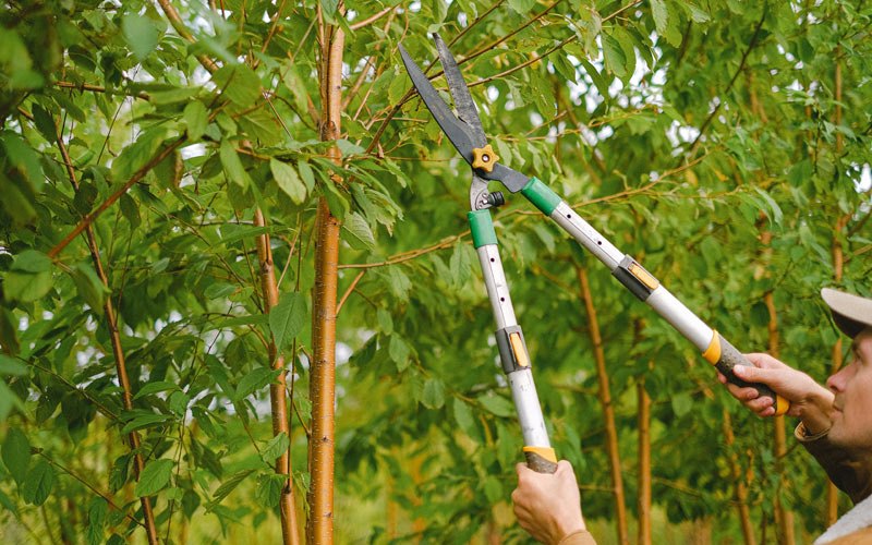 Tree trimming in China Grove, NC